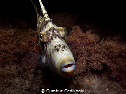 Stephanolepis diaspros
FACE TO FACE by Cumhur Gedikoglu 